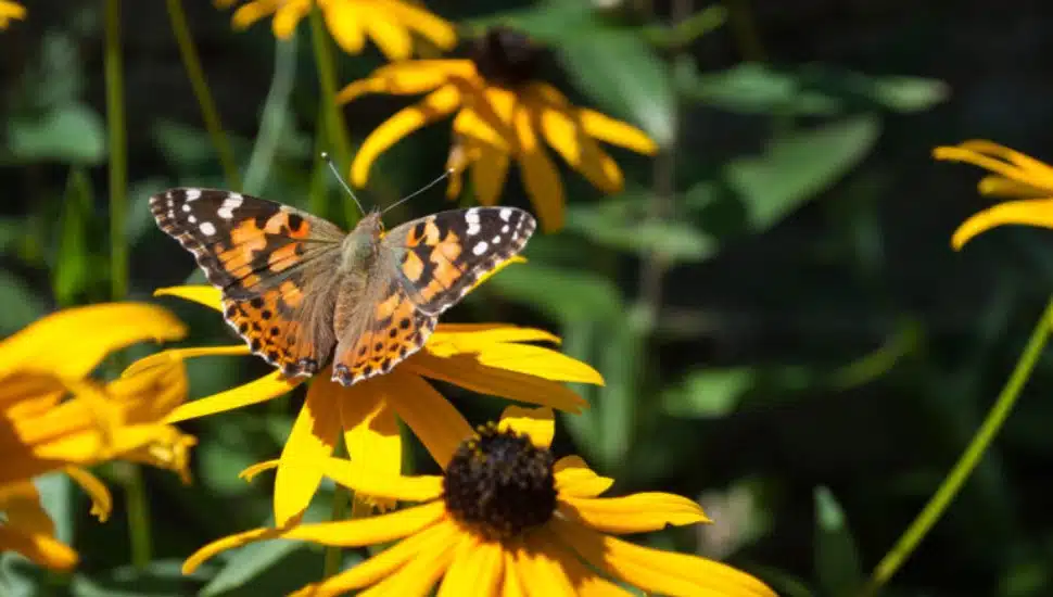 ‘Pollinator Palooza’ To Be Held in Bucks County This Month. Read to Learn More