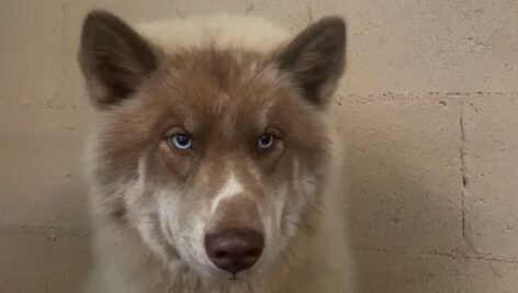 Enzo the husky in a shelter