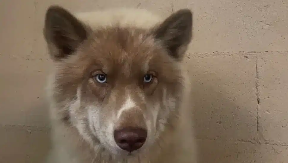 Enzo the husky in a shelter