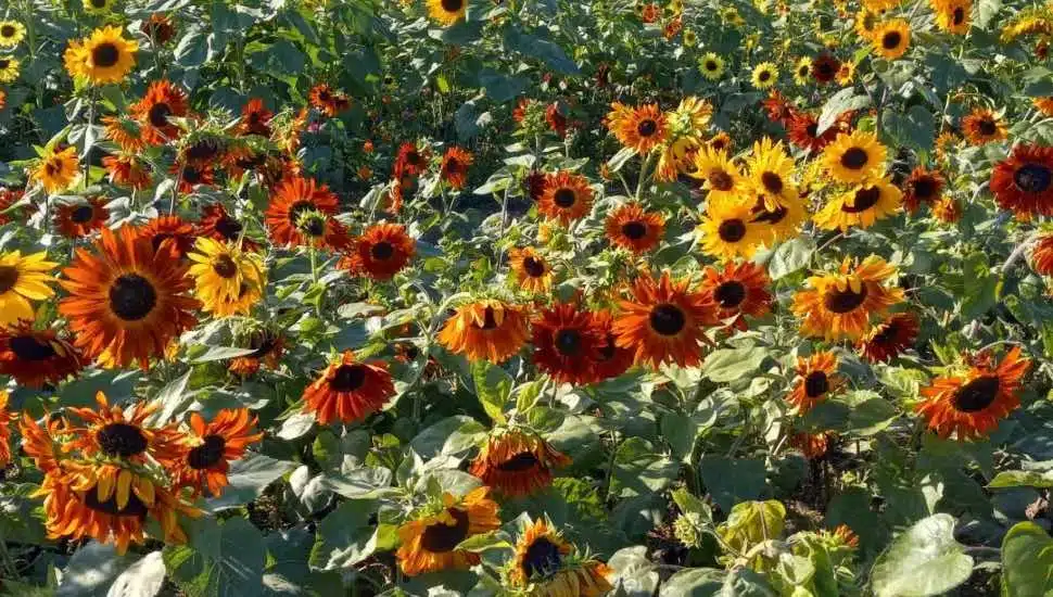 Doylestown Sunflower Farm Offers Visitors Various Instagram-Worthy Photo Opportunities