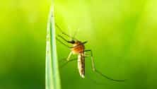 A mosquito gnat on a blade of grass
