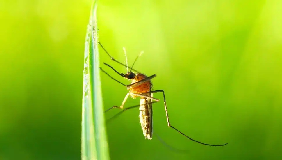 A mosquito gnat on a blade of grass