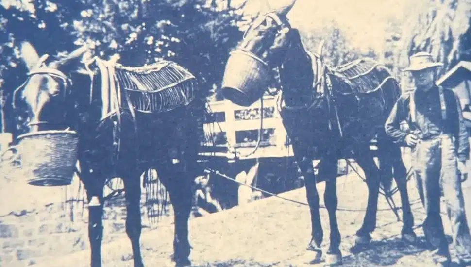Two mules walking on a canal