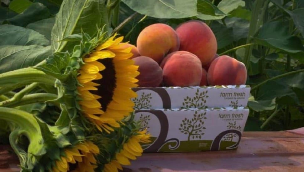 A box full of peaches with several sunflowers laid next to it