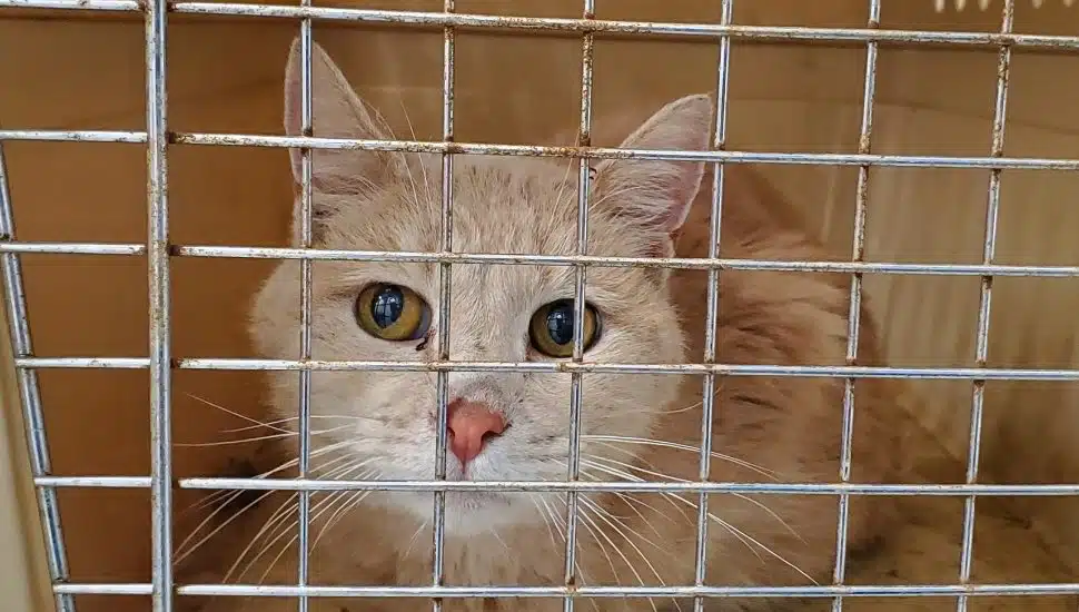 Three Dozen Animals Rescued from Crowded Hotel Room by Bucks County SPCA