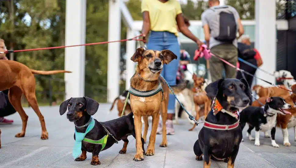 Happy dogs walking outdoors and enjoying with dog walker
