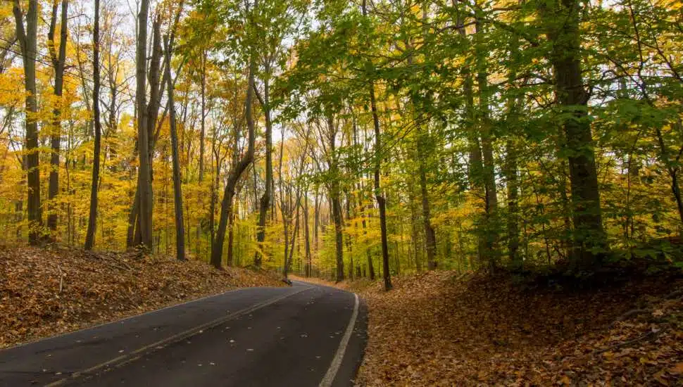 A wooded area of Bucks County