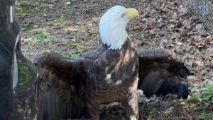 A bald eagle standing on the ground