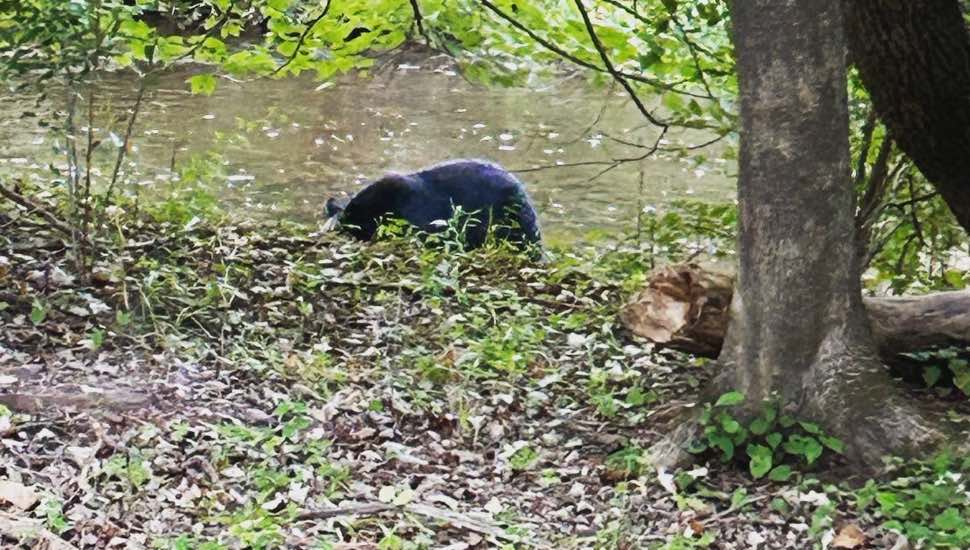 A black bear wandering in Bucks County