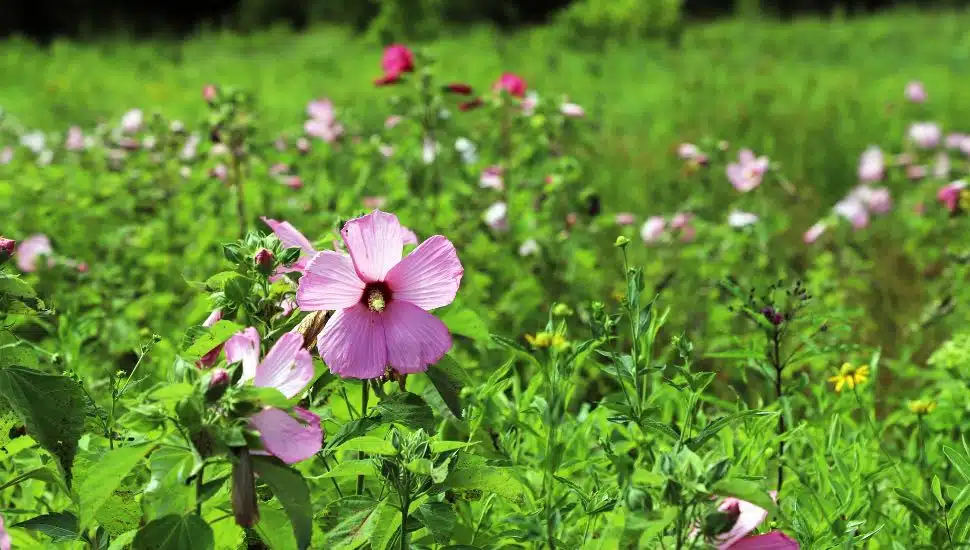 Flowers at Bowman's Hill Wildflower Preserve