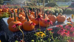 Pumpkins and flowers ar Charlann Farms