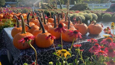 Pumpkins and flowers ar Charlann Farms
