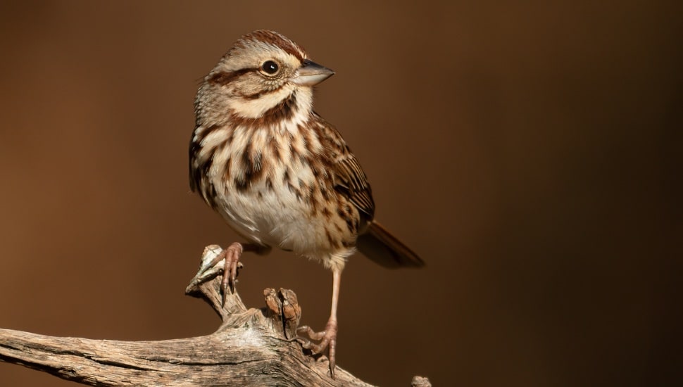 A Song sparrow on a branch