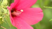 close up of pink wildflower at Bowman's HIll