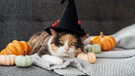 calico cat in witch hat surrounded by mini white and orange pumpkins cuddling up to gray blanket on gray couch