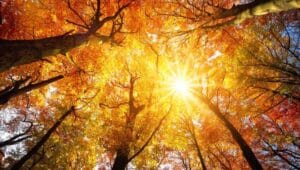 The sun shining through fall tree leaves