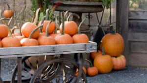 Pumpkins at Hortulus Farm Garden & Nursery