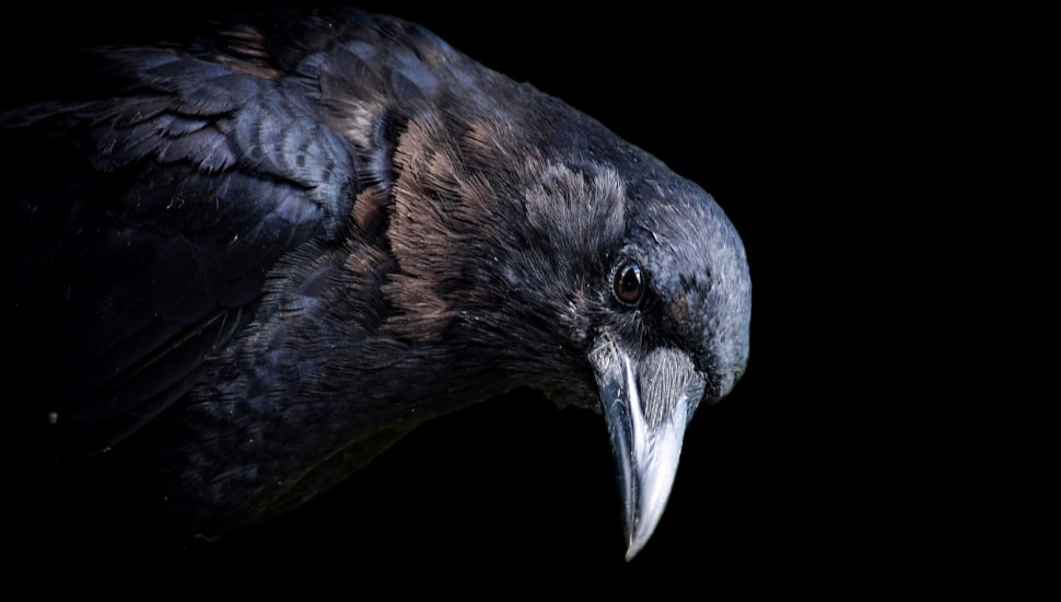 A raven