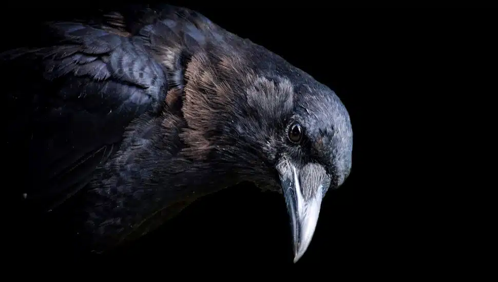 A raven