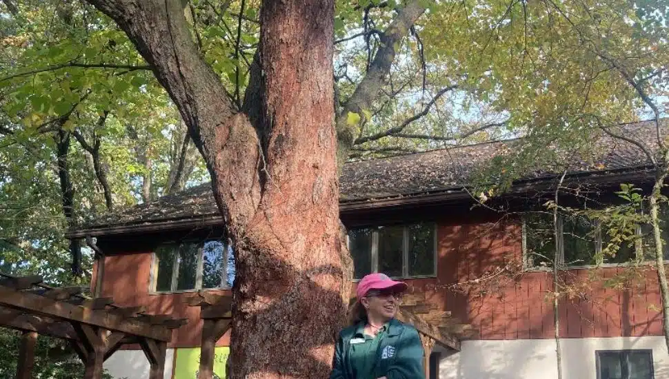 Bristol’s Silver Lake Nature Center Boasts of 35-Foot-High Eastern Redbud Tree