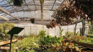 view of plants in Frederick's Flowers greenhouse in Hilltown