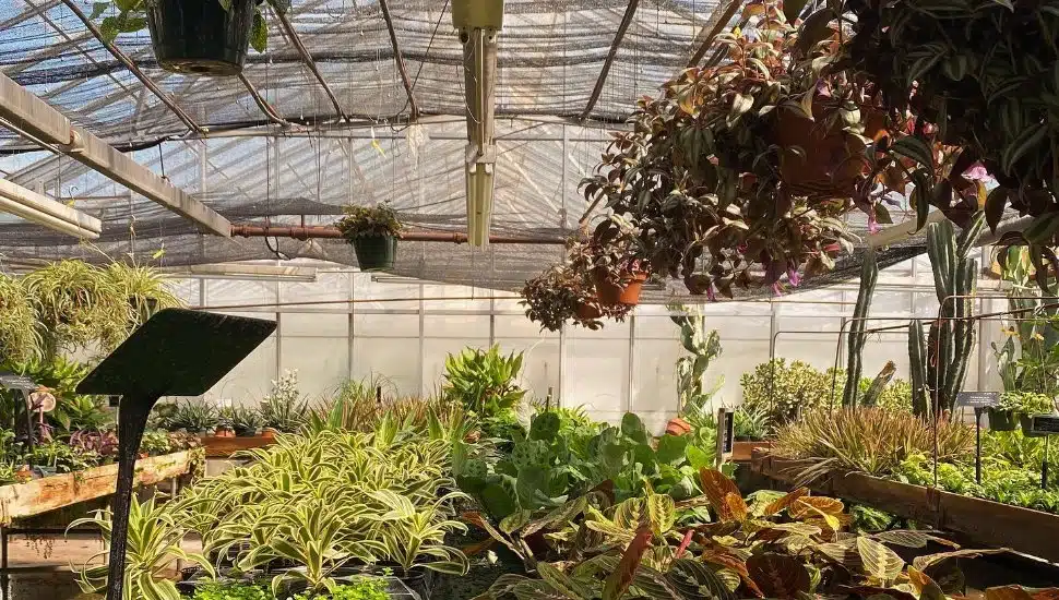 After 91 Years, Iconic Frederick’s Flowers in Hilltown Announces Closure