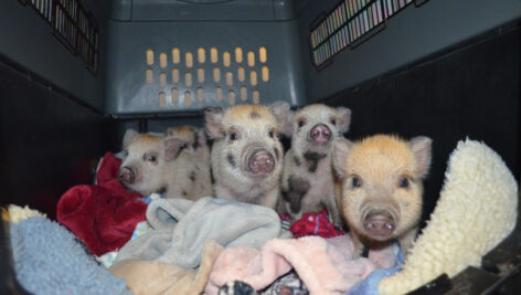 four piglets in crate on blankets