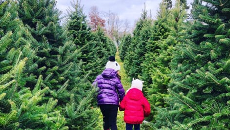 Winterberry Christmas tree farm, two girls walking down aisle of tall green Christmas trees