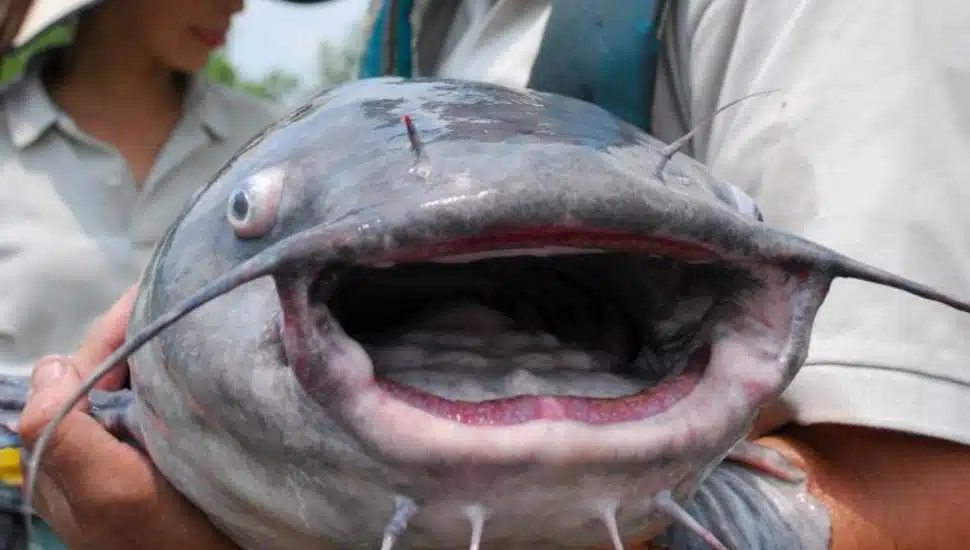 face of blue catfish