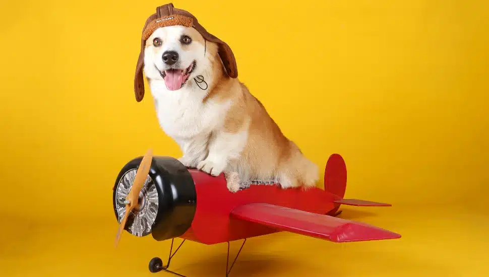 Corgi on the airplane