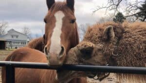 Horse and Alpaca touching noses at animal sanctuary