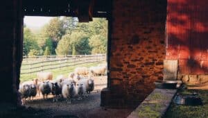 Paxton Farm from inside a barn looking out onto field with sheep