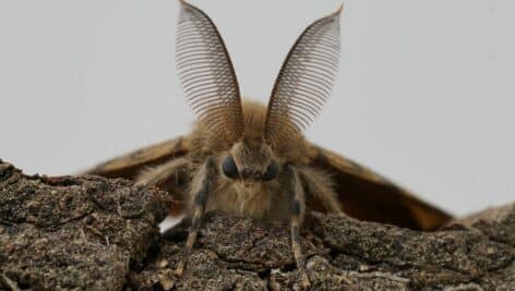 Natural detailed facial closeup on the American gypsy or Spongy Moth, Lymantria dispar