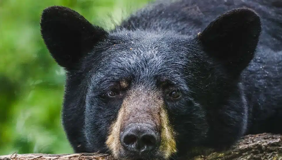 A Black Bear at a wildlife sanctuary in northern Minnesota.