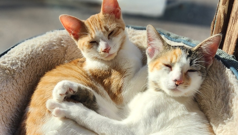 Two kittens hugging in bed with sunlight pouring on them
