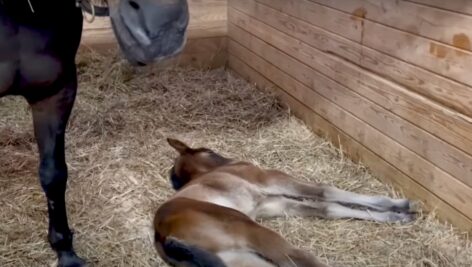 image of foal laying in stable as mother watches