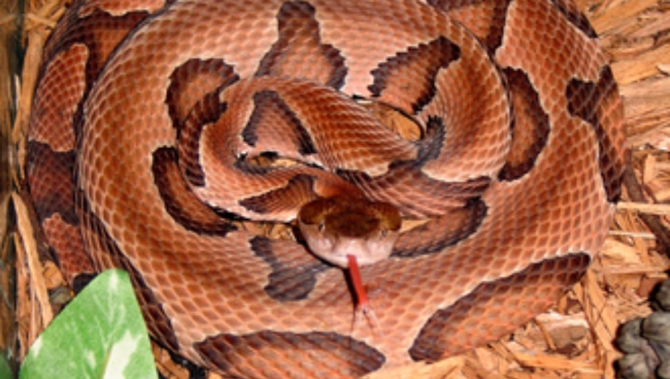https://montco.today/2024/04/common-snakes-montgomery-county/(opens in a new tab)