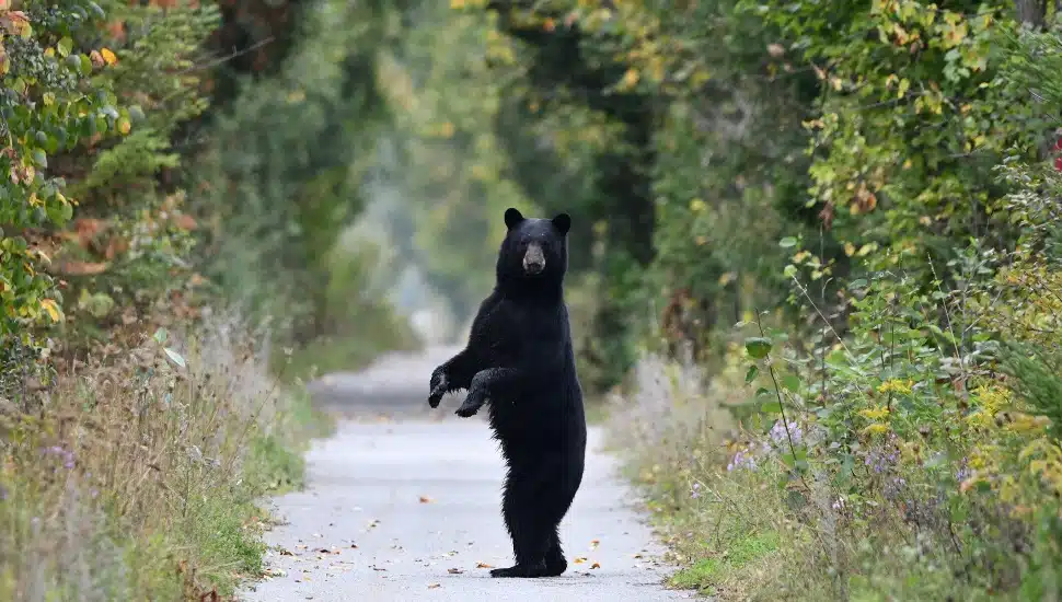 A black bear walks onto a hiking trail and stands up on its back feet and looks at photographer before walking away
