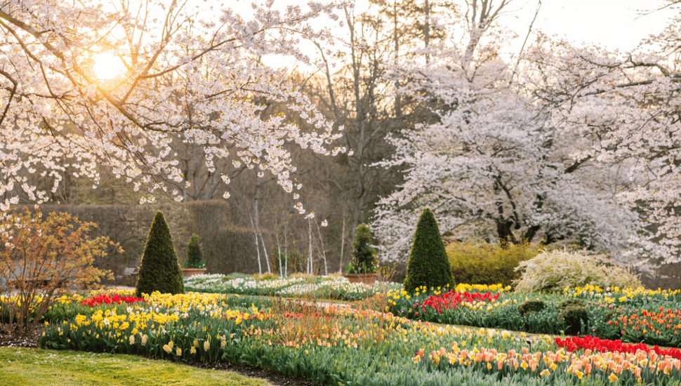 longwood gardens flowers