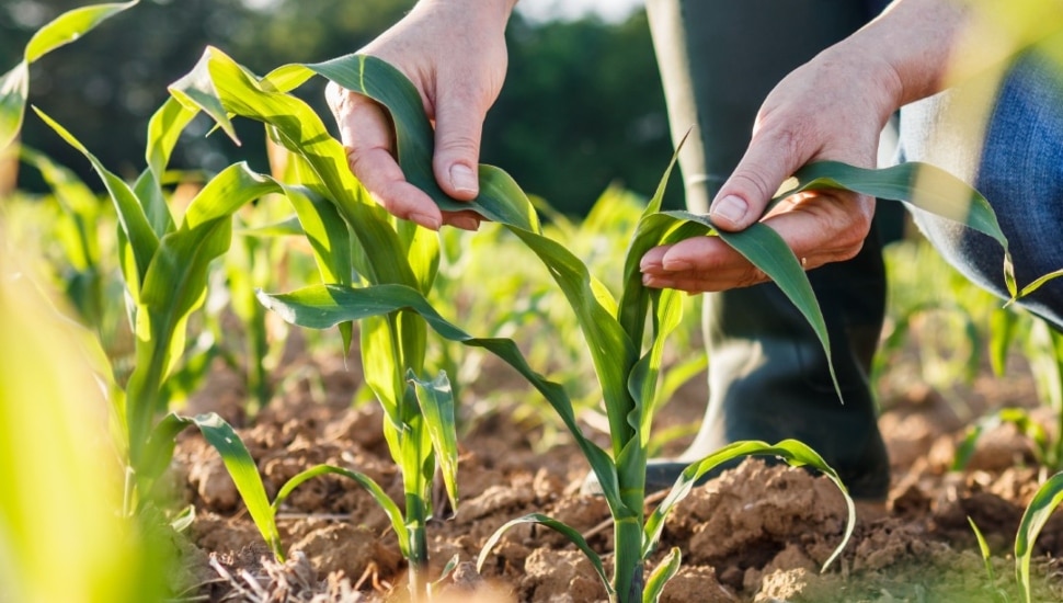 Farmer tending to crops, close-up image of produce emerging from soil.