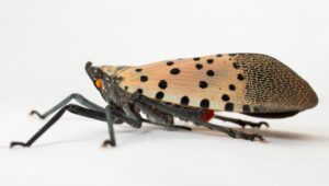 spotted lanternfly