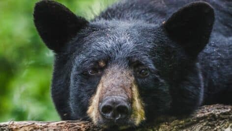 A Black Bear at a wildlife sanctuary