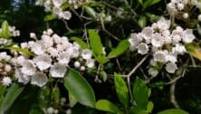 Close up of wildflowers