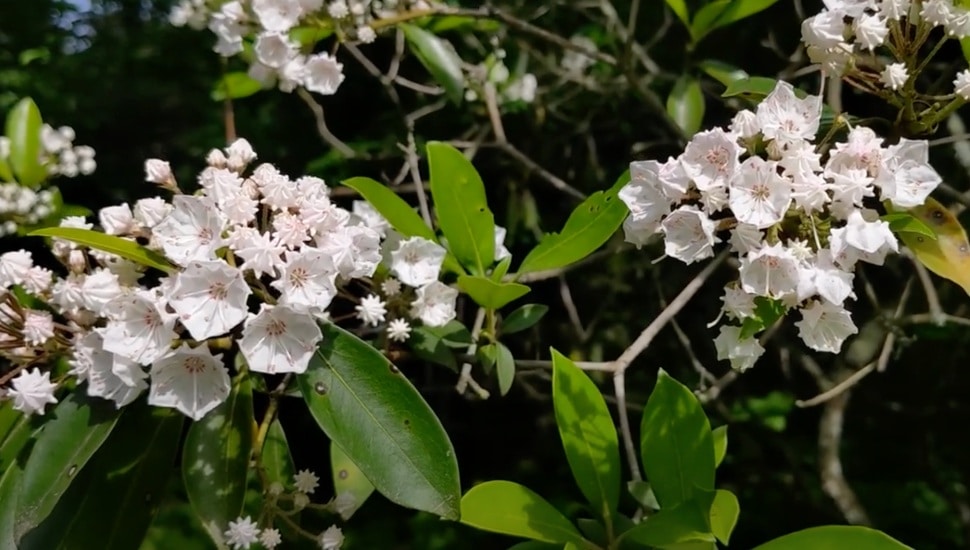 Close up of wildflowers