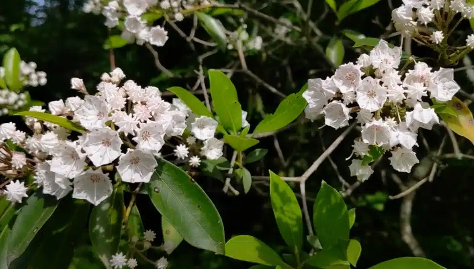 35-Year Lease Agreement Ensures Future Growth for Bowman’s Hill Wildflower Preserve in Solebury