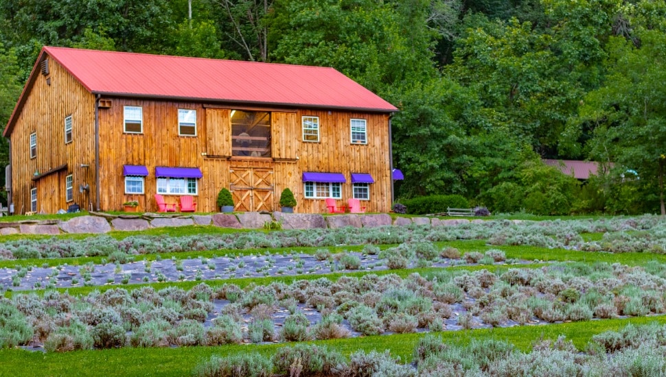 Peace Valley Lavender Farm
