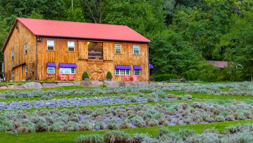 Peace Valley Lavender Farm