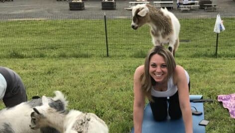 Woman doing yoga with a goat on her back