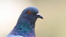 feral pigeon close-up portrait over out of focus background
