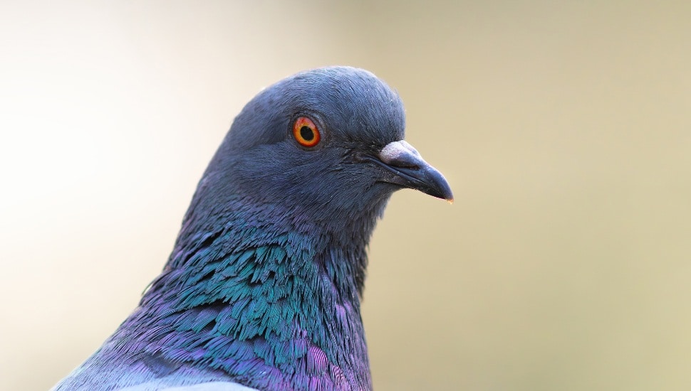 feral pigeon close-up portrait over out of focus background
